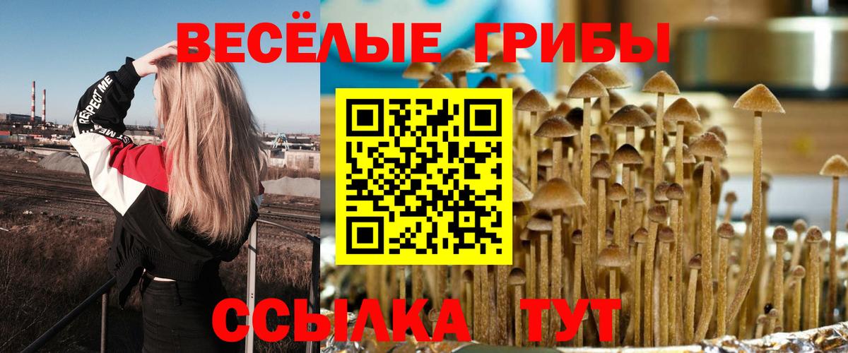 Грозный  наркота  Вход с VPN  Псилоцибиновые грибы мухоморы 